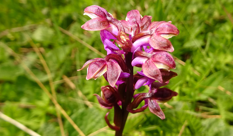 Orchis spitzelii